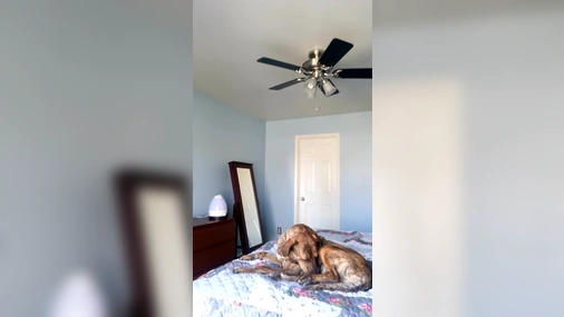 HarperTheFox Crazy Tits Flashing