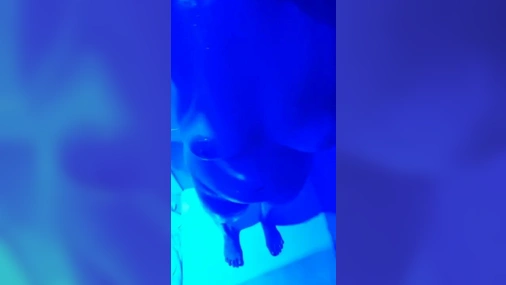 Swedish Asian Wife Giving Blowjob