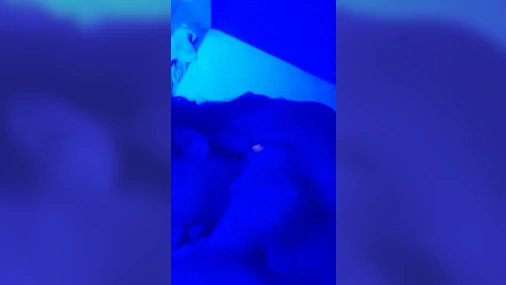 Swedish Asian Wife Giving Blowjob
